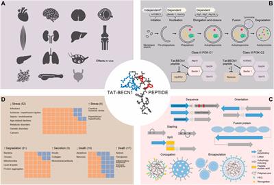 Development of an autophagy activator from Class III PI3K complexes, Tat-BECN1 peptide: Mechanisms and applications